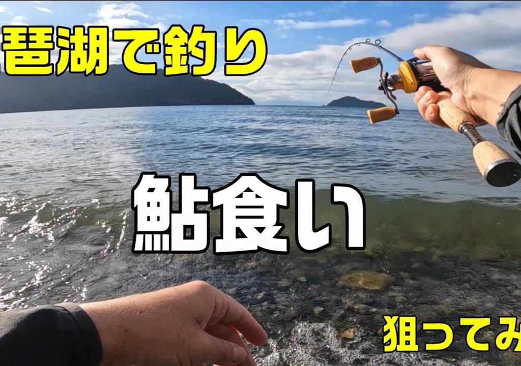 【奥琵琶湖で釣り】鮎食いのアイツを狙ってみたら相変わらずアグレッシブで楽しかったよ【lakebiwafishing】