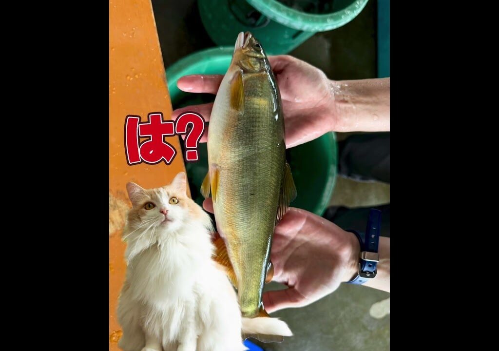 栃木県魚連、鮎の種苗センターにて。採卵見学。#養殖 #養殖場 #鮎釣り女子 #鮎 #short #shorts #栃木県