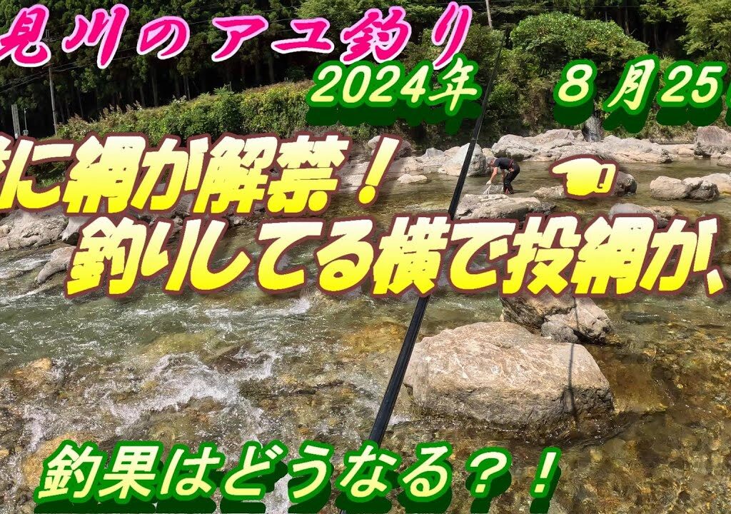 【高見川のアユ釣り】網解禁日に横で投網を投げられた＃アユ釣り＃高見川＃網解禁日