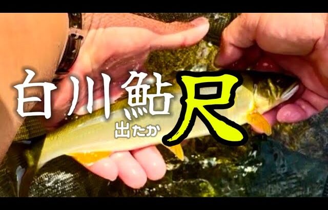 【鮎釣り】白川で鮎釣りメチャデカい鮎が釣れました！