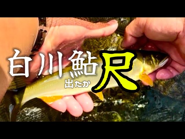 【鮎釣り】白川で鮎釣りメチャデカい鮎が釣れました！