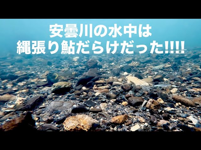 安曇川ってこんなに鮎がいるの！？