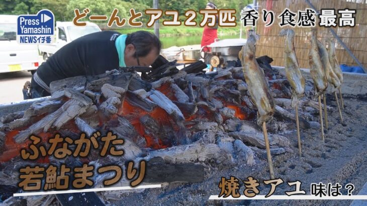 どーんとアユ２万匹、香り食感最高　舟形町・アユパークふながた