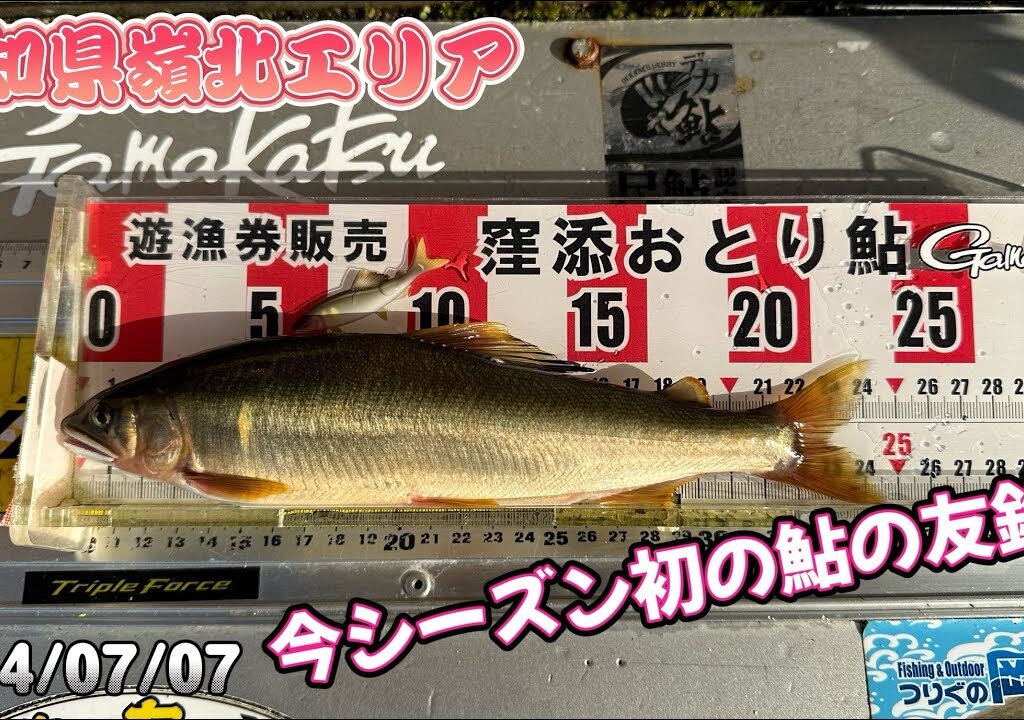 今年も鮎釣りの季節が来ました！支流の友釣り専用区で頑張る！