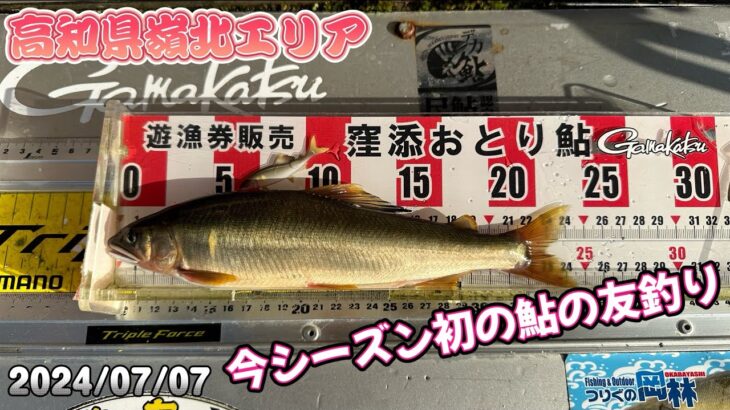 今年も鮎釣りの季節が来ました！支流の友釣り専用区で頑張る！