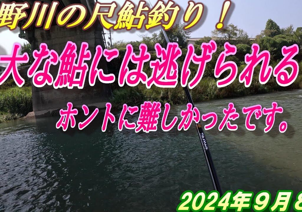 【吉野川の尺鮎チャレンジ】尺鮎釣りの難しさを知りました。＃アユ釣り＃吉野川＃尺鮎釣り