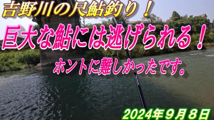 【吉野川の尺鮎チャレンジ】尺鮎釣りの難しさを知りました。＃アユ釣り＃吉野川＃尺鮎釣り