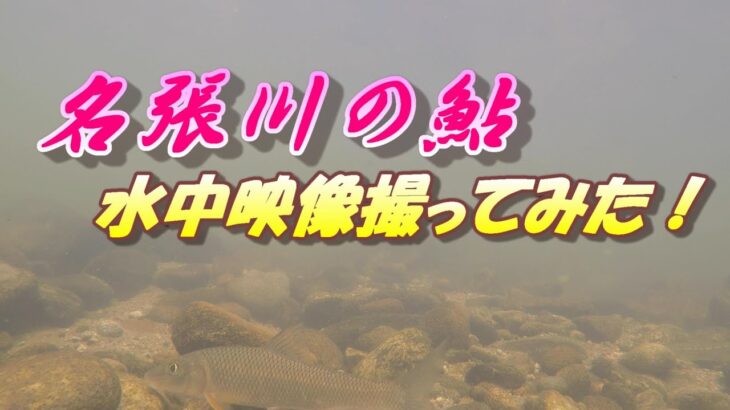 【名張川の鮎釣り】水中映像を撮ってみました。＃アユ釣り＃名張川＃水中映像