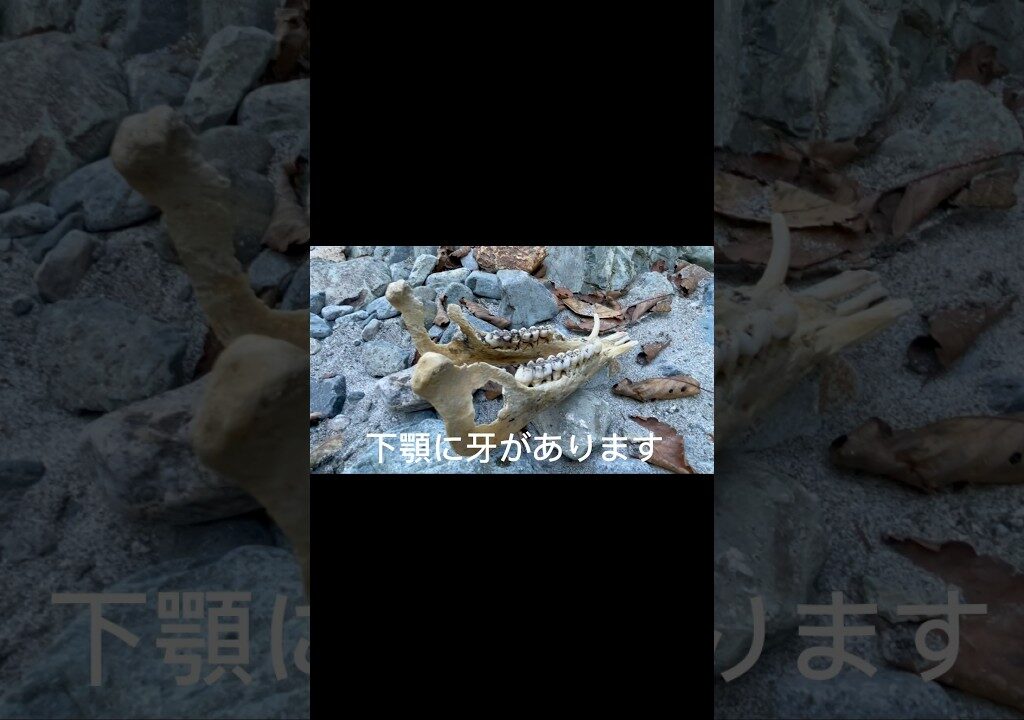 【これが自然界の厳しさ】閲覧注意⚠️鮎釣りに行ったら……骨#鮎#アユ#アユ釣り#鮎釣り#アウトドア#バーベキュー#閲覧注意#死骸