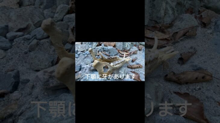 【これが自然界の厳しさ】閲覧注意⚠️鮎釣りに行ったら……骨#鮎#アユ#アユ釣り#鮎釣り#アウトドア#バーベキュー#閲覧注意#死骸