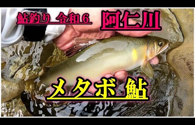 鮎釣り令和６年 阿仁川 メタボ鮎