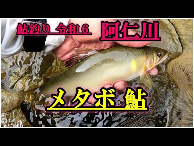 鮎釣り令和６年 阿仁川 メタボ鮎