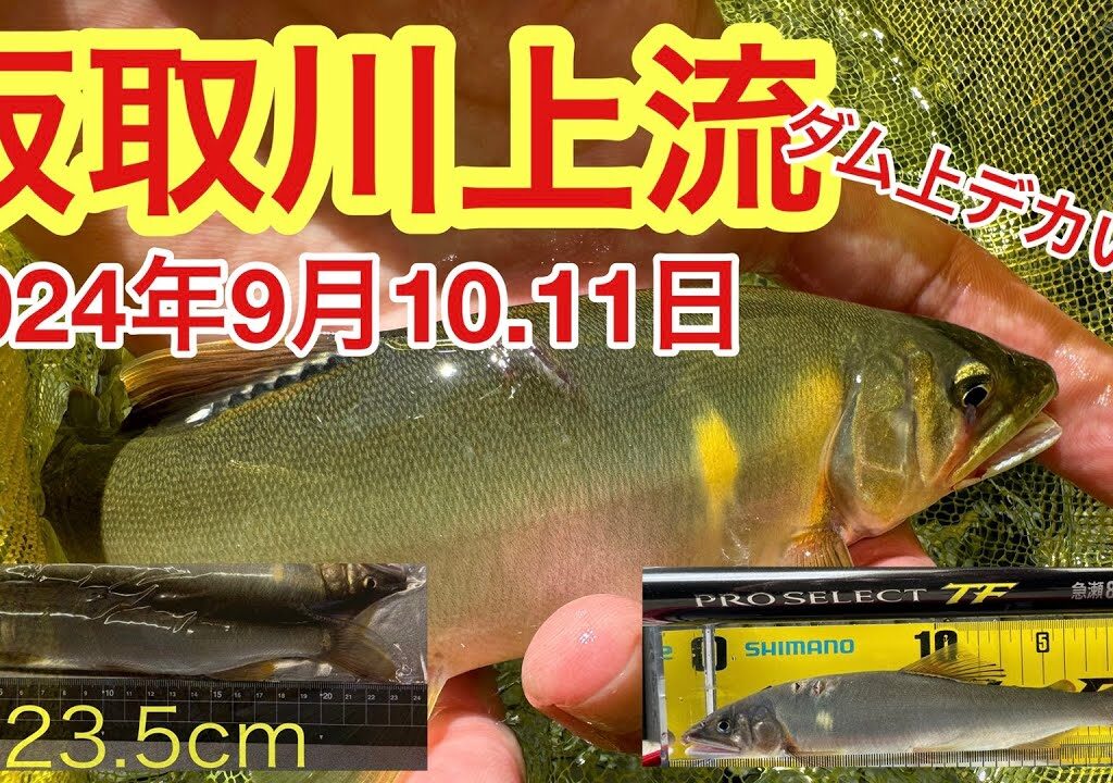 鮎釣り 【多少増水でも平水。板取川上流釣行。ダム上は大きいやつが釣れる】