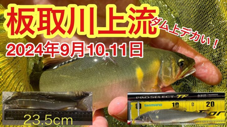 鮎釣り 【多少増水でも平水。板取川上流釣行。ダム上は大きいやつが釣れる】