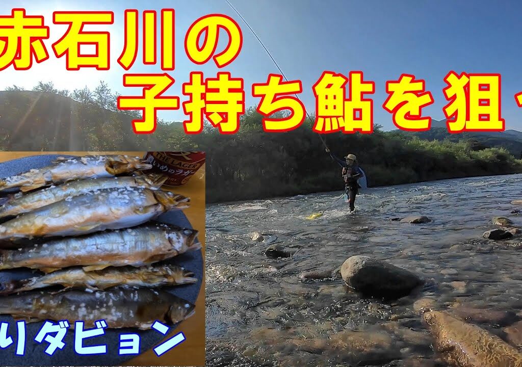 【鮎の友釣り】子持ち鮎は格別に旨い
