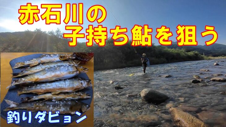 【鮎の友釣り】子持ち鮎は格別に旨い