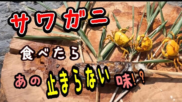 【これが川の遊び方】長良川の支流の支流！乙狩川