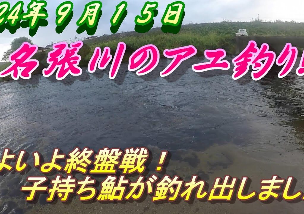 【名張川の鮎釣り】いよいよ終盤！子持ち鮎を釣る。＃アユ釣り＃名張川＃子持ち鮎