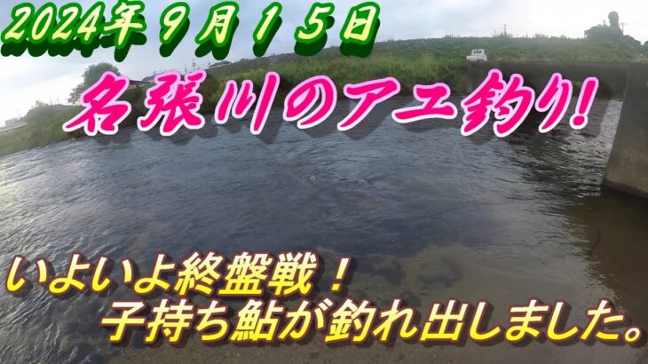 【名張川の鮎釣り】いよいよ終盤！子持ち鮎を釣る。＃アユ釣り＃名張川＃子持ち鮎