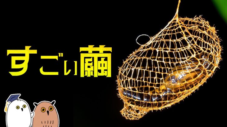 【ゆっくり解説】繭の進化｜昆虫の絶技【 進化論 / 科学 】