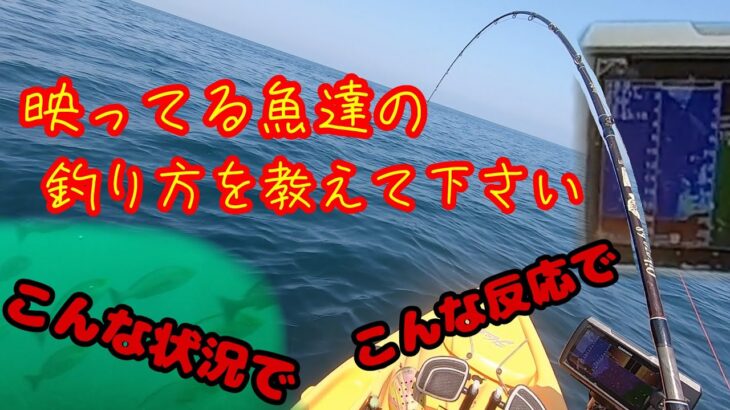【水中動画あり】魚が全然おらんと思って確認したらおったわ！
