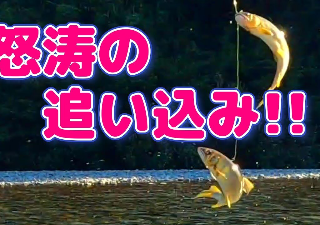 【鮎釣り】月曜釣り師！苦しいなか最後は追い込めた。