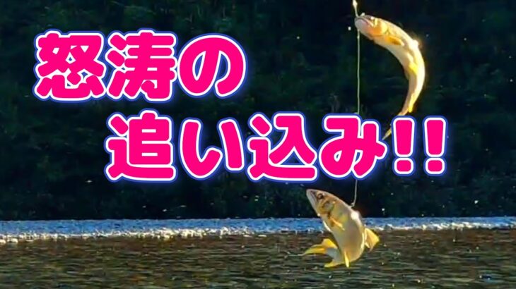 【鮎釣り】月曜釣り師！苦しいなか最後は追い込めた。