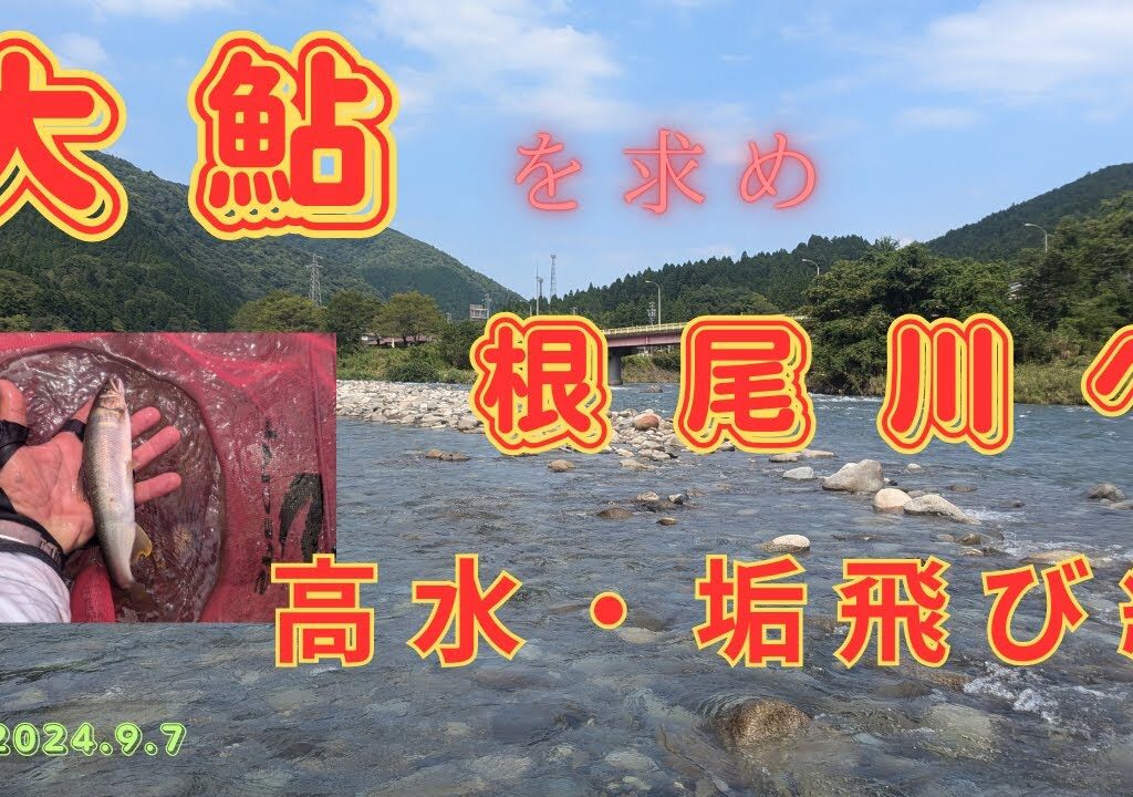 大鮎を求め根尾川へ　#鮎釣り　#大鮎　#根尾川