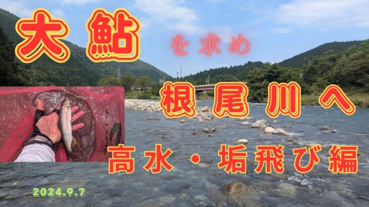 大鮎を求め根尾川へ　#鮎釣り　#大鮎　#根尾川