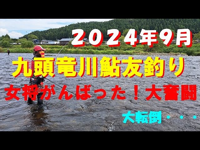 ２０２４年９月・九頭竜川鮎釣り女将大奮闘！いい鮎掛かってます！