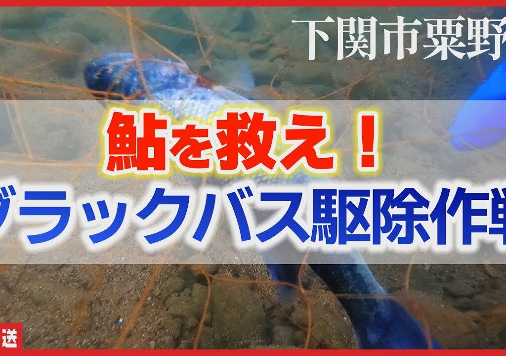 【駆除】ブラックバス！清流・粟野川の鮎を守る挑戦