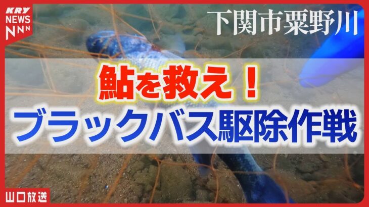 【駆除】ブラックバス！清流・粟野川の鮎を守る挑戦