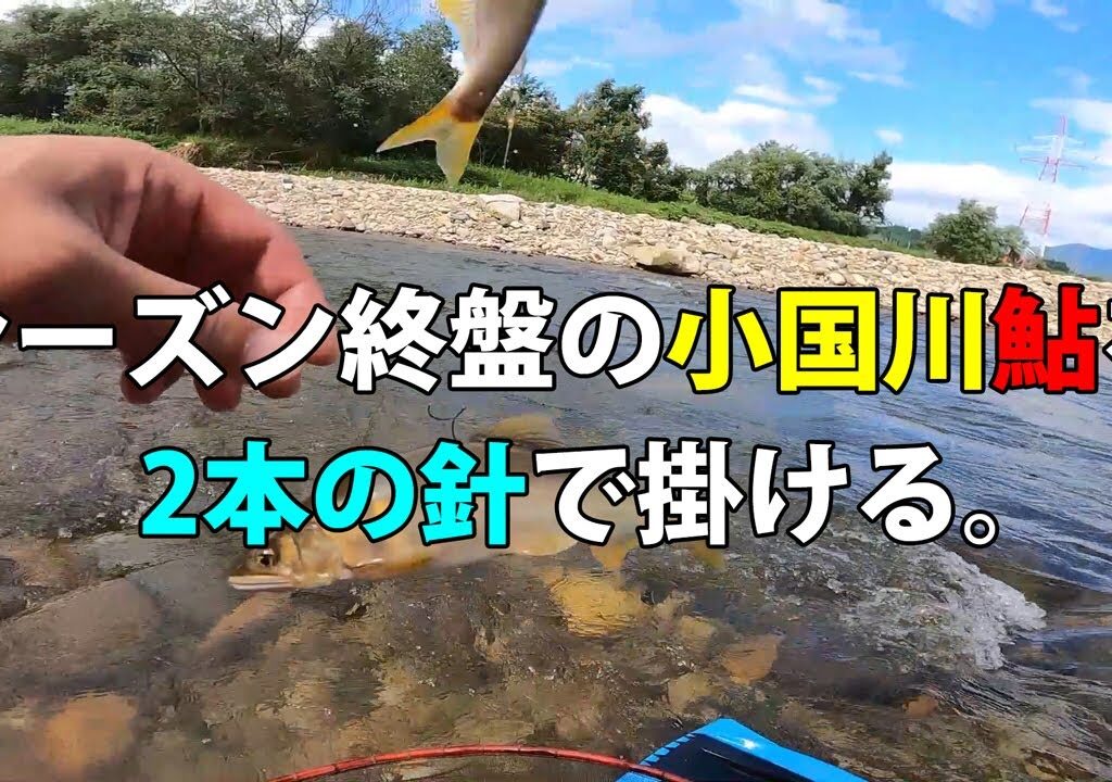 【鮎釣り】蝶針で小国川最上流域を釣る。