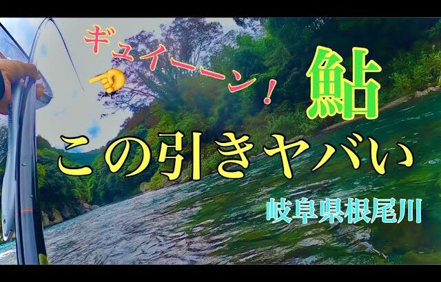 【鮎釣り】太糸仕掛けで巨鮎を狙う！