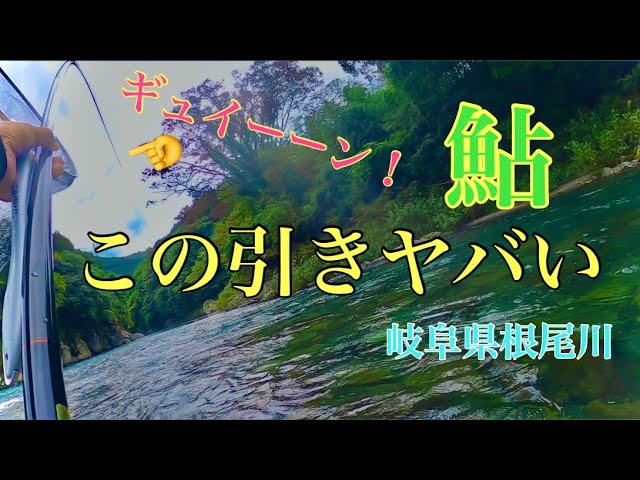 【鮎釣り】太糸仕掛けで巨鮎を狙う！