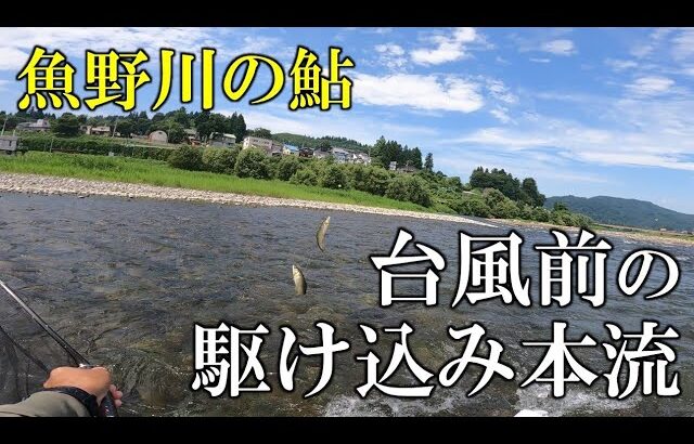 台風前の魚野川で駆け込み鮎の本流釣り　ここから長い大雨の轍に、、、