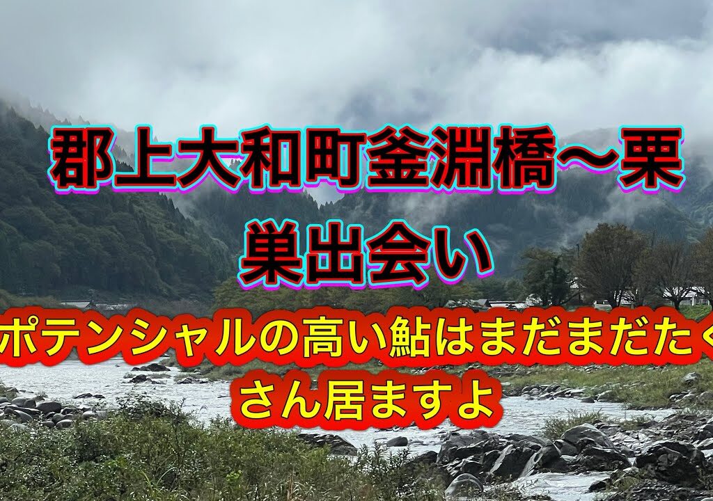 鮎釣りも終盤戦突入　郡上大和地区はポテンシャルの高い鮎はまだたくさん居ます☝️