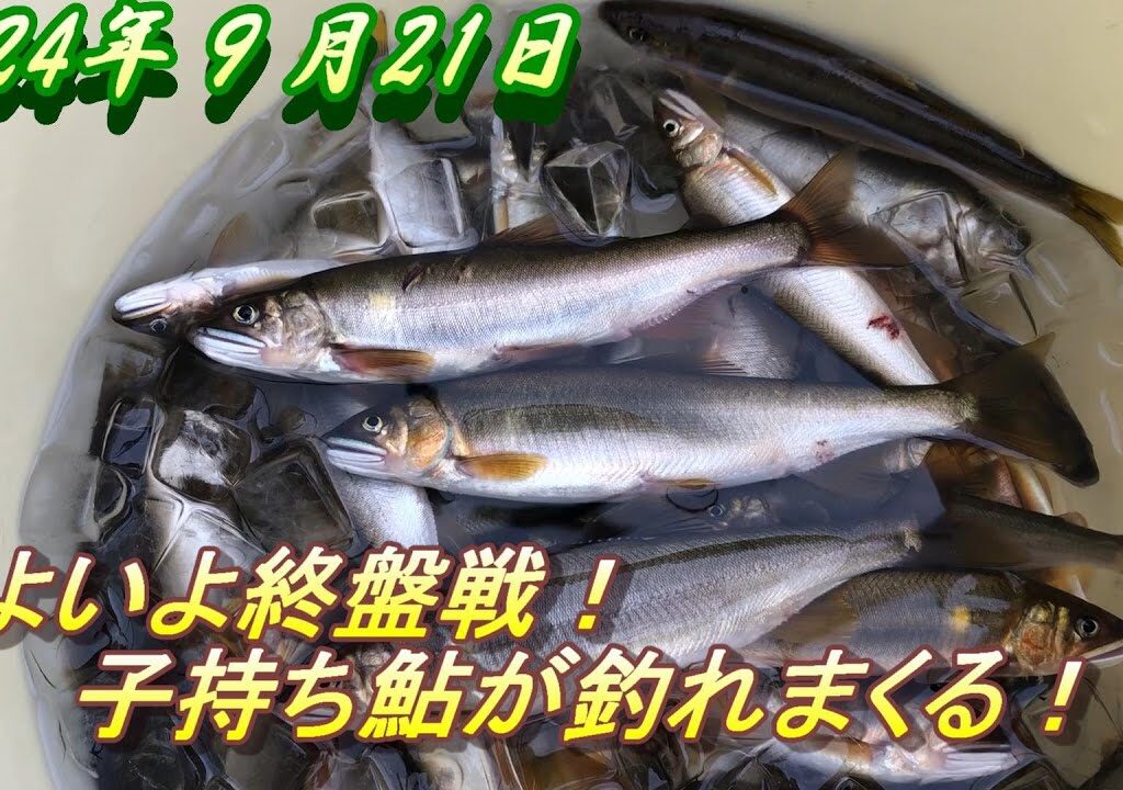【名張川の鮎釣り】子持ち鮎を釣る！＃名張川＃アユ釣り＃名張川鮎釣り＃子持ち鮎