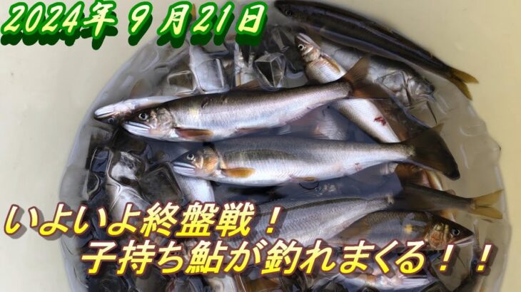 【名張川の鮎釣り】子持ち鮎を釣る！＃名張川＃アユ釣り＃名張川鮎釣り＃子持ち鮎