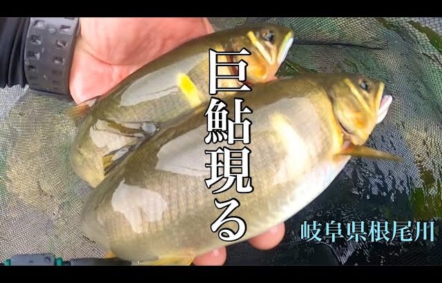 【鮎釣り】アオモの中に！？こんなデカ鮎がｯ！！