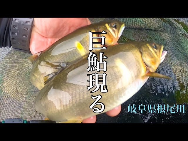 【鮎釣り】アオモの中に！？こんなデカ鮎がｯ！！