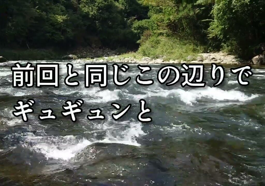 ウグイで鮎を釣る。
