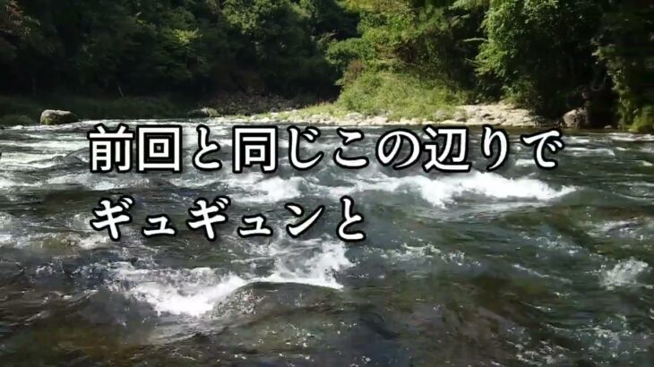 ウグイで鮎を釣る。