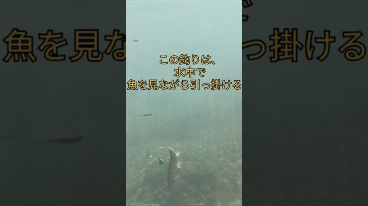 鮎のシャクリ釣り！　#田舎暮らし #自給自足 #鮎