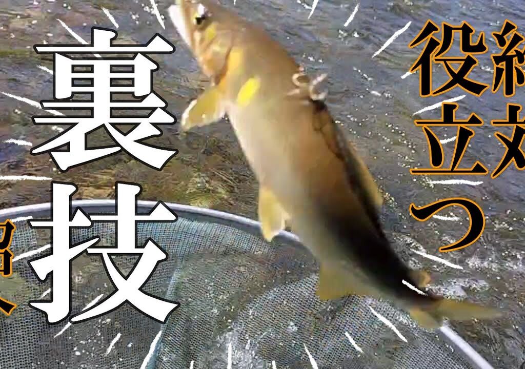 鮎釣り　管理泳がせで釣る和歌山県日置川