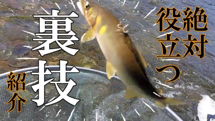 鮎釣り　管理泳がせで釣る和歌山県日置川