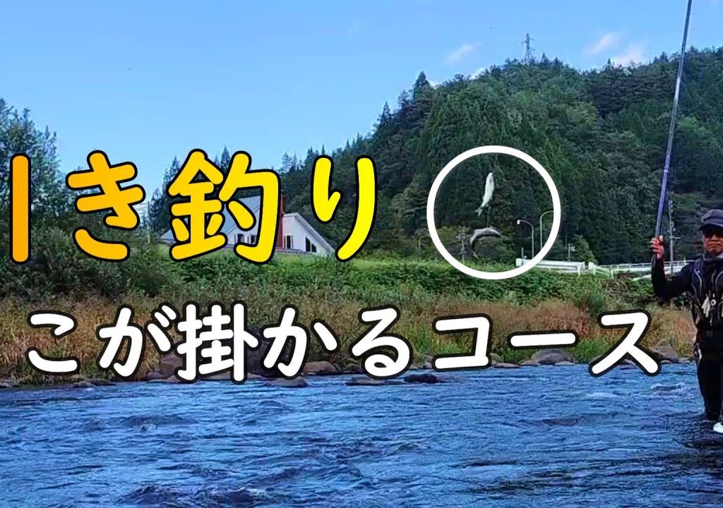 鮎釣り　1日の釣果の半分は川の〇〇〇で出る。