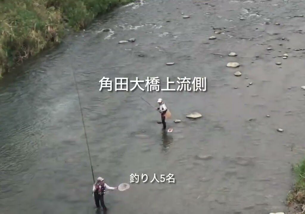 速報‼️中津川(相模川1部含む)鮎釣り人情報 特別採捕期間終了目前 2024.10.26 09時45分～11時頃 田代、小倉橋、高田橋、角田大橋、八菅橋