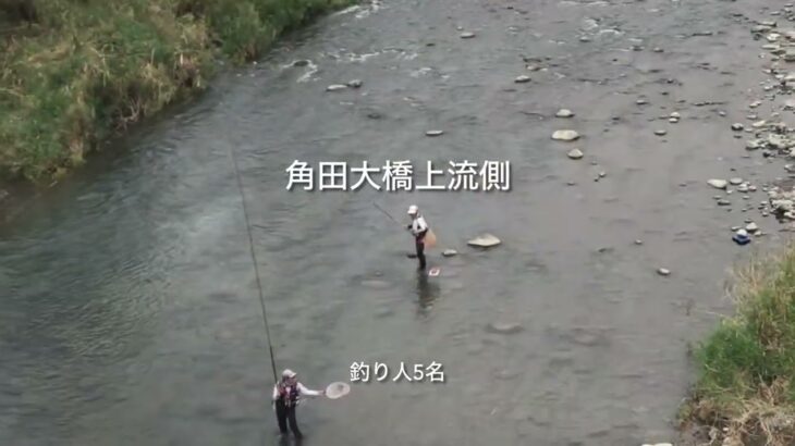 速報‼️中津川(相模川1部含む)鮎釣り人情報 特別採捕期間終了目前 2024.10.26 09時45分～11時頃 田代、小倉橋、高田橋、角田大橋、八菅橋