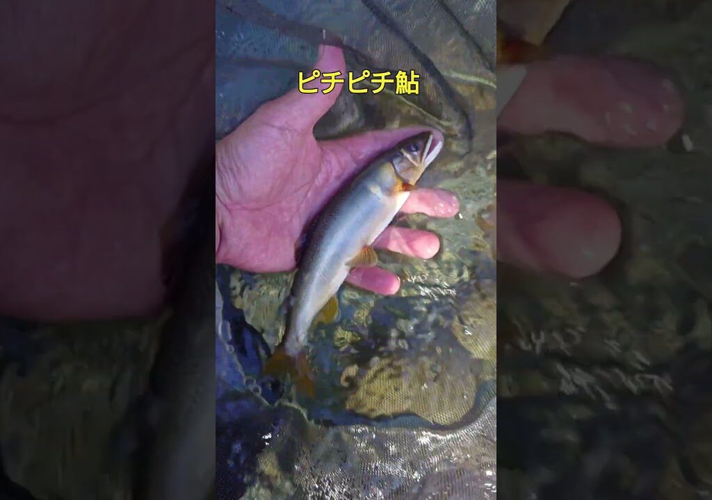 根尾川の鮎釣りダイジェスト。10月14日。終盤でも荒瀬狙い！